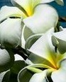 Frangipani Body Care Products