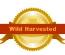 Wild Harvested Tamanu Oil